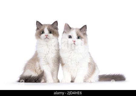 Two cute mink Ragdoll cat kitten, sitting  beside each other facing front. Looking towards camera with aqua greenish eyes. Isolated on a white backgro Stock Photo