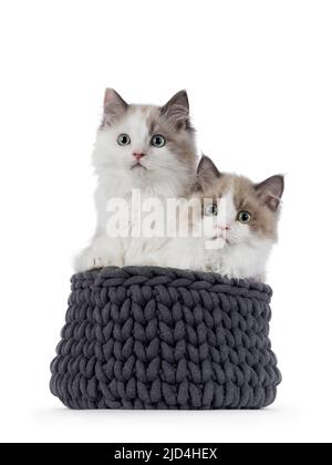 Two cute mink Ragdoll cat kitten, sitting together in knitted basked. Looking towards camera with aqua greenish eyes. Isolated on a white background Stock Photo