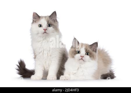 Two cute mink Ragdoll cat kitten, sitting and laying beside each other facing front. Looking towards camera with aqua greenish eyes. Isolated on a whi Stock Photo