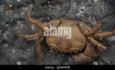 A dead  crab on the rocks of the  shore of the Mediterranean Sea Stock Photo