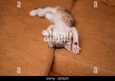 Tabby kitten upside down with paws wide open in playful mode lying on her back Stock Photo