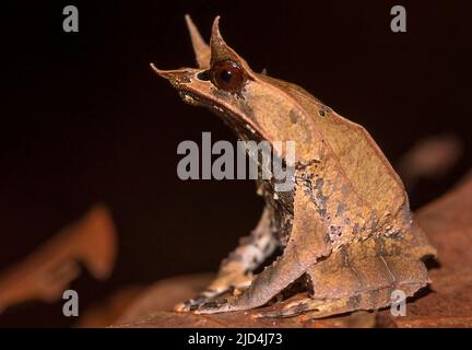 Bornean Horned Frog (Megophrys nasuta) from Kubah National Park, Sarawak, Borneo Stock Photo