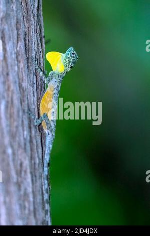 Sulawesi lined gliding lizard (Draco spilonotus) from Tangkoko National Park, northern Sulawesi, Indonesia Stock Photo