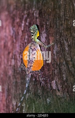 Sulawesi lined gliding lizard (Draco spilonotus) from Tangkoko National Park, northern Sulawesi, Indonesia Stock Photo