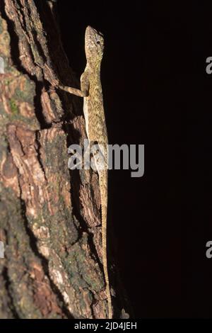 Female of the Sulawesi lined gliding lizard (Draco spilonotus) from Tangkoko National Park, northern Sulawesi, Indonesia Stock Photo