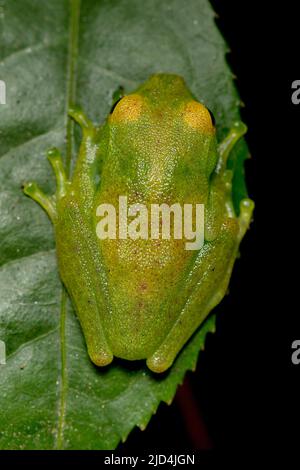 Green bright-eyed frog (Boophis viridis) from Andasibe, eastern Madagascar. Stock Photo