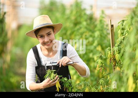 Young farmer checking cannabis plants in the fields before harvesting. Business agricultural cannabis farm Stock Photo