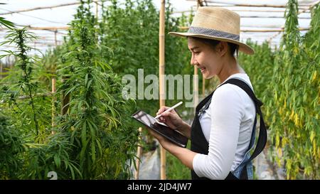 Smiling young female smart farmer using digital tablet during checking hemp plants in greenhouse. Business agricultural cannabis farm