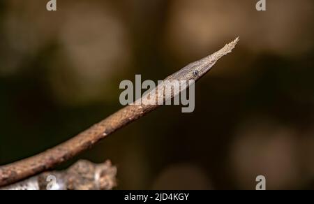 Malagasy leaf-nosed snake (Langaha madagascariensis, female), endemic to Madagascar. (Controlled conditions) Stock Photo
