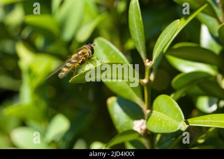 A hover fly resting on green leaf of a plant Stock Photo