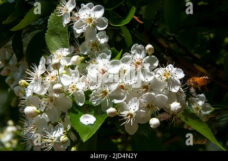 Sydney Australia, white flowers of a crataegus X lavallei or lavalle hawthorn in sunshine Stock Photo