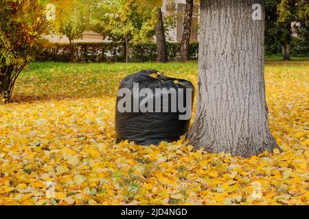 Bag with foliage for recycle. Autumn leaves on the sun. Outdoor. City autumn park. Colorful autumn landscape. Stock Photo