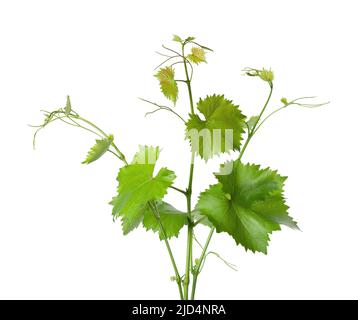 Grape leaves vine branch with tendrils, isolated on white background, clipping path. Green branch of grape vine Stock Photo