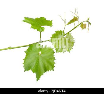 Grape leaves vine branch with tendrils, isolated on white background, clipping path. Green branch of grape vine Stock Photo