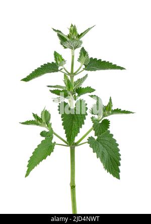 Lemon balm branch isolated on white background. Melissa plant. Fresh green leaf mint. Clipping path Stock Photo