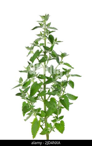 Lemon balm bush isolated on white background. Melissa plant. Fresh green leaf mint. Clipping path Stock Photo