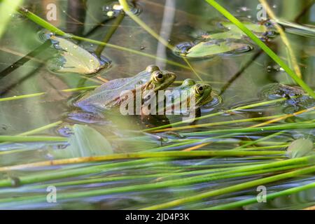 Pool frogs (Pelophylax lessonae) in amplexus, Bramshill Plantation pond, Hampshire, England, UK Stock Photo