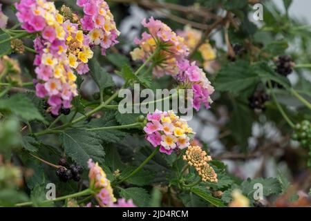 Lantana Camara shrub flowering in Gran Canaria Spain Stock Photo