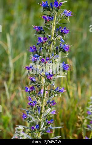 Echium vulgare, viper's bugloss, blueweed blue flowers closeup selective focus Stock Photo