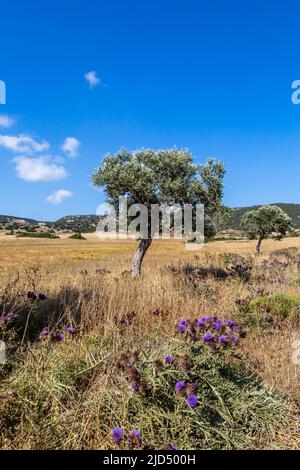 A rural landscape on the Karpas Peninsula in Cyprus, with olove trees and roadside thistles Stock Photo