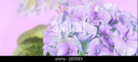 Panoramic Spring Nature background with blooming hydrangea flowers Stock Photo