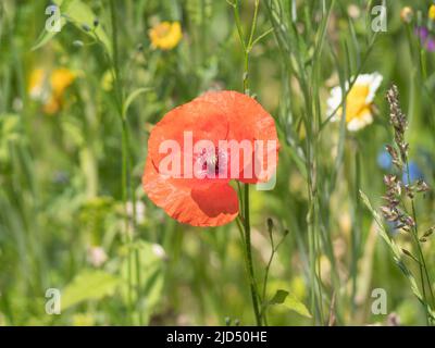 Close up of a red poppy in a blurred green flower field Stock Photo