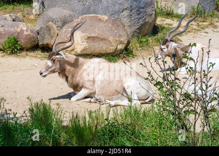 View of Addax, also known as the white antelopes eating and resting Stock Photo