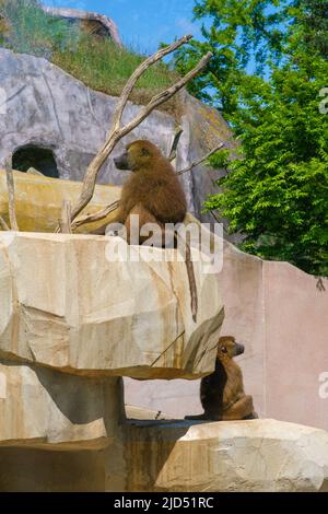 Two baboon monkeys sitting on a rock Stock Photo