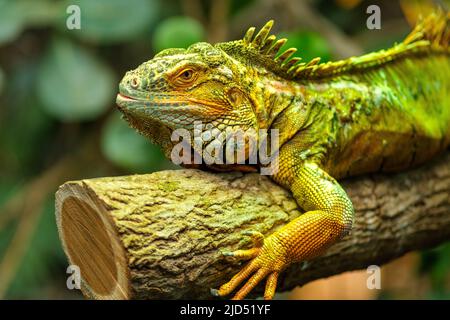 Close up view of a green Iguana resting on a tree Stock Photo