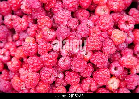 Wild Rubus idaeus (raspberry) freshly collected Stock Photo