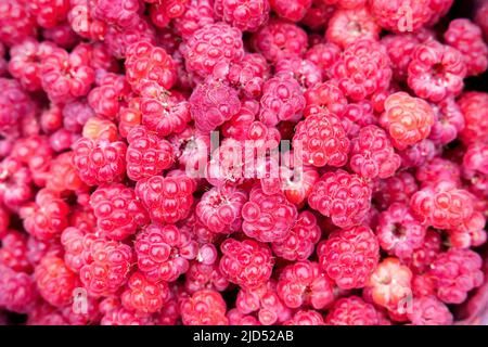 Wild Rubus idaeus (raspberry) freshly collected Stock Photo