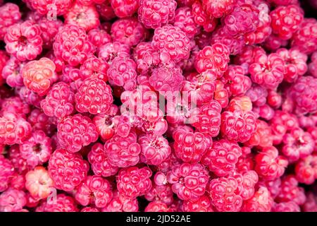 Wild Rubus idaeus (raspberry) freshly collected Stock Photo