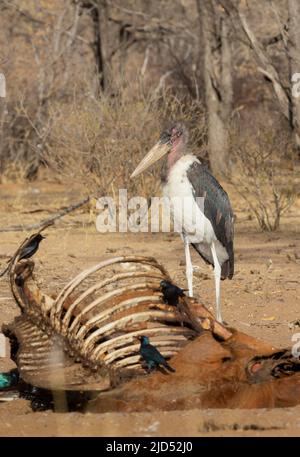 Marabou Stork (Leptoptilos crumeniferus) standing by cow carcass Stock Photo