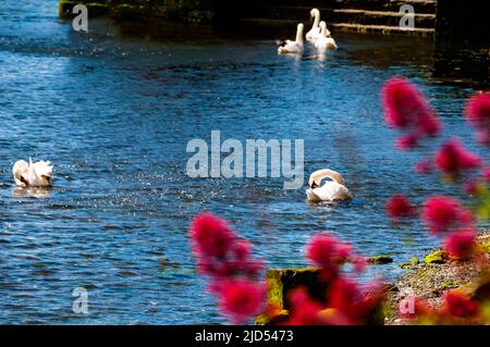 Swans on River Corrib Quay in Galway, Ireland Stock Photo - Alamy