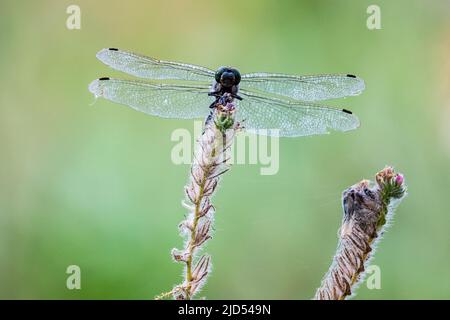 A dragonfly is seen perched on a plant showing its  compound eyes and transparent wings during a hot spring day Stock Photo