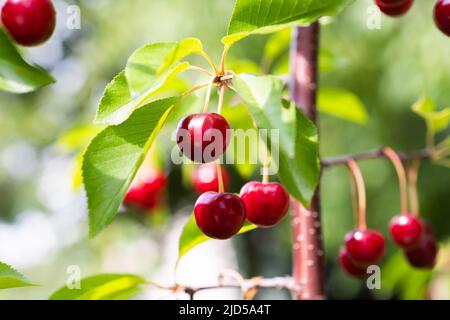 Closeup of sour cherries on cherry tree. Stock Photo