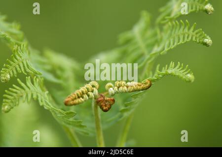 Bracken (Pteridium aquilinum) plant in spring, young leaves detail. Richmond Park Surrey England UK. Stock Photo