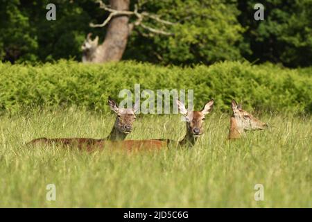 Red deer (Cervus elaphus) resting in the grass field, Richmond Park Surrey England UK. Stock Photo