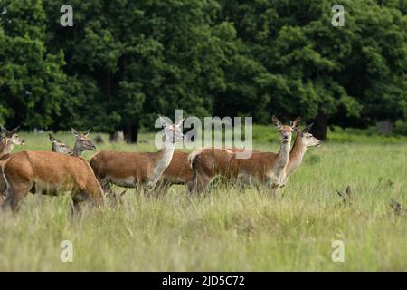 Red deer (Cervus elaphus) grazing on grass in Richmond Park Surrey England UK. Stock Photo