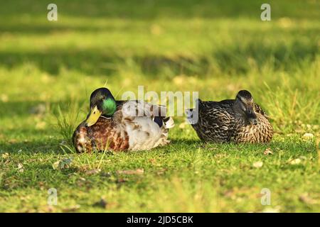 Male and female Mallard ducks (Anas platyrhynchos) resting on the ground in Richmond Park London UK. Stock Photo