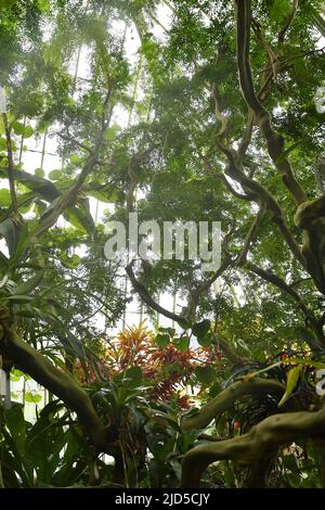 Tropical plants inside the Temperate house, Royal Botanic Gardens in Kew London UK. Stock Photo