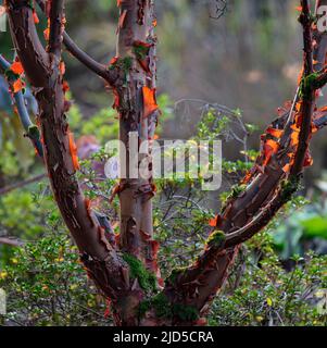 Paperbark maple (Acer griseum) in Jubilee Wood at Aberglasney Gardens Stock Photo