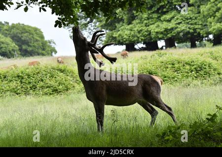 Red deer (Cervus elaphus) feeding on oak leaves in Richmond Park Surrey England UK. Stock Photo