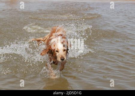 Yellow and white working cocker spaniel splashing in the sea Stock Photo