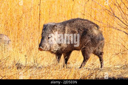 Javelina in Bosque Del Apache Stock Photo