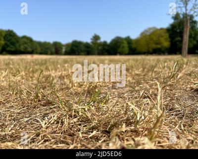 Brown dry grass on a meadow in Berlin public park Hasenheide during a hot summer day. Due to climate change and global warming there isn't enough rain Stock Photo