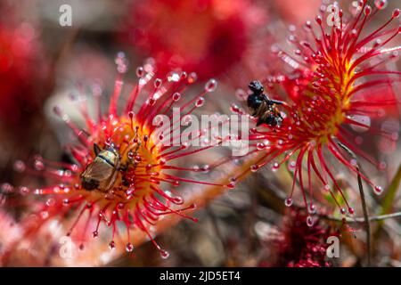 Insects trapped by a round-leaved sundew (Drosera rotundifolia), a carnivorous plant of bogs, marshes and wet heathland, UK Stock Photo