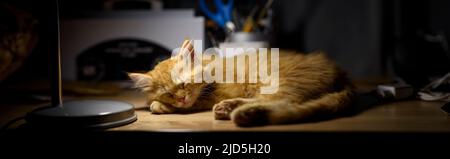 The cat enjoys peace in light of a table lamp. The red cat is resting lying on the table. Stock Photo