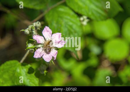 Blackberry bush flower with honey bee in June on a sunny summer day Stock Photo