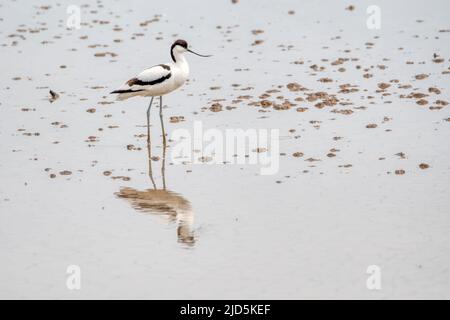 Avocet, Recurvirostra avosetta, and reflection standing on Freshwater Marsh at Titchwell RSPB reserve. Stock Photo